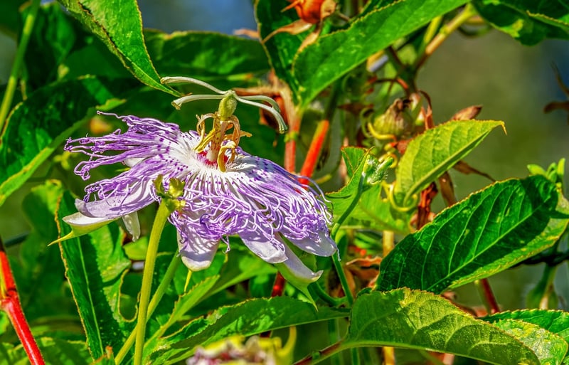 Clematis Vine
